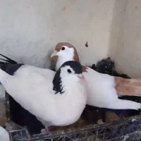 سارکاکلی ساده کلاغ دم خال دم سار سرخ پشتی|پرنده|مشهد, شیرودی|دیوار