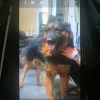 سگ ژرمن