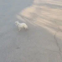 سگ پامر روباهی