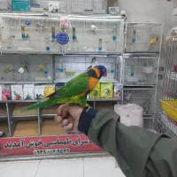 پرنده دستی سخنگو|پرنده|شیراز, شهرک پرواز|دیوار