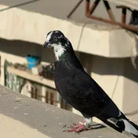 کفتر|پرنده|بندرعباس, |دیوار