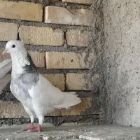 ۳تا کبوتر سالم و جوان