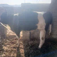 جوانه.گوساله.تلیسه|حیوانات مزرعه|تربت جام, میان جام|دیوار