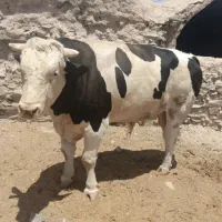 گاو افتاده وکسل حال