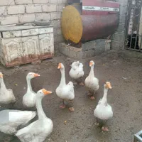 غاز|حیوانات مزرعه|بیستون, |دیوار