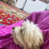 توله سگ پودل|سگ|هشتگرد, شهرک اقدسیه|دیوار