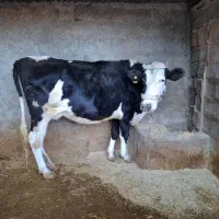 فروش فوری گاو ابستن