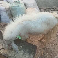 کهره نرمناسب داشت|حیوانات مزرعه|کازرون, |دیوار