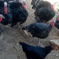 بوقلمون محلی چاق