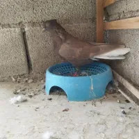 بخوای دم‌سفید ماده|پرنده|مسجد سلیمان, |دیوار