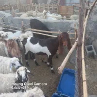 مری سه قلو زا شیری|حیوانات مزرعه|راسک, |دیوار