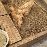 مرغ خروس با جوجه پولند