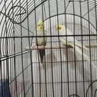 عروس هلندی|پرنده|قم, پردیسان|دیوار