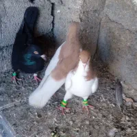 کبوتر رنگی|پرنده|امیدیه, |دیوار