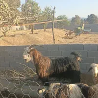 دوبر ترکی