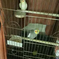 عروس هلندی جفت نر و ماده