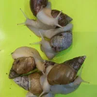 حلزون آلبینو