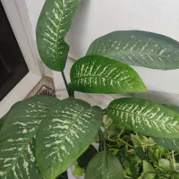 گل دیفن|گل و گیاه طبیعی|نیشابور, کوی یغما|دیوار