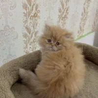 کیفیت را از منبع اصلی بخواهید** گربه