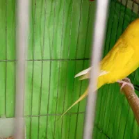 مرغ عشق|پرنده|قم, شهرک فاطمیه|دیوار