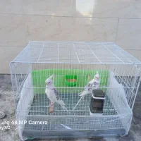 قفس ۴۰در ۶۰ و کاسکویی ۱۰۳۳