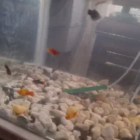 ماهی اکواریوم