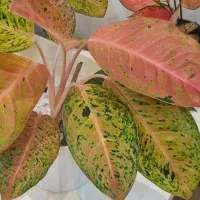 گل آپارتمانی|گل و گیاه طبیعی|بندر انزلی, کوی بهار|دیوار