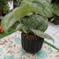 گلهای آپارتمانی گلخونه سوگلی|گل و گیاه طبیعی|بجنورد, |دیوار