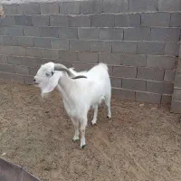 نر بز عالی بزغاله پارسالی|حیوانات مزرعه|طاغنکوه, |دیوار