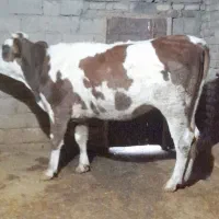 گاو ،گوساله ،تلیسه سیمینتال|حیوانات مزرعه|بیلوار, |دیوار