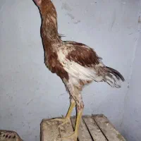 جوجه لاری اصل|حیوانات مزرعه|یزد, |دیوار