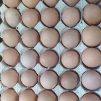 تخم مرغ برهما