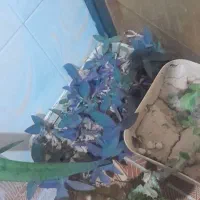 گل طبیعی با گلدان|گل و گیاه طبیعی|دهدشت, |دیوار