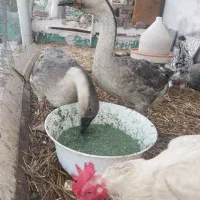 قوغاز
