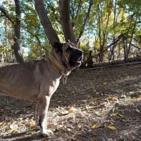 سگ سرابی|سگ|قیدار, |دیوار