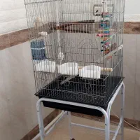 طوطی ملنگو نر|پرنده|پیشوا, |دیوار