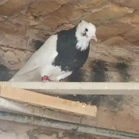 کفتر|پرنده|بردسکن, |دیوار