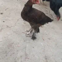 پاپر برهما جوجه زیر مرغی