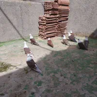 کبوتر کربلایی|پرنده|گلبهار, نوبهار|دیوار