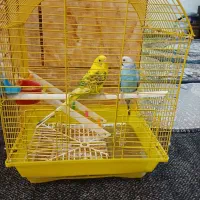 پرنده