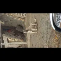 سگ اصیل سرابی|سگ|ارومیه, |دیوار