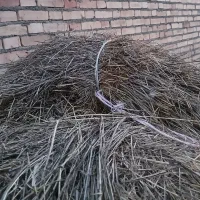 علف درجه یک