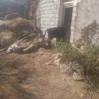 گاوگوساله ماده دامازدق|حیوانات مزرعه|اردبیل, |دیوار