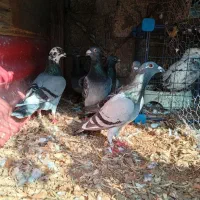 کبوتر پلاکی|پرنده|حویق, |دیوار