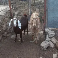 فروش بز|حیوانات مزرعه|سرپل ذهاب, |دیوار