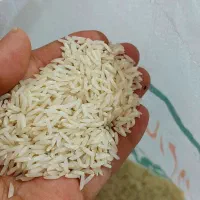 فجر دم سیاه طارم هاشمی برنج