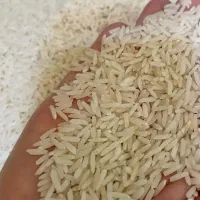 برنج هاشمی مازندران
