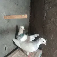 جفت طوقی فروشی