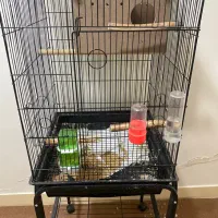 طوطی برزیلی