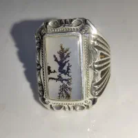شجر تک درخت قاعن رکاب زنجان